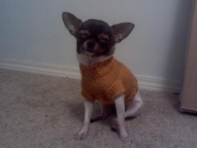 Darby S Cabled Sweater Pattern Chihuahua Sweater